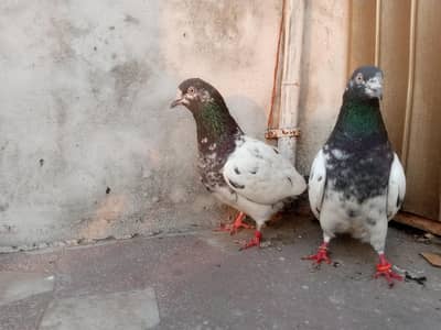 ghr ja jora hai. for sale