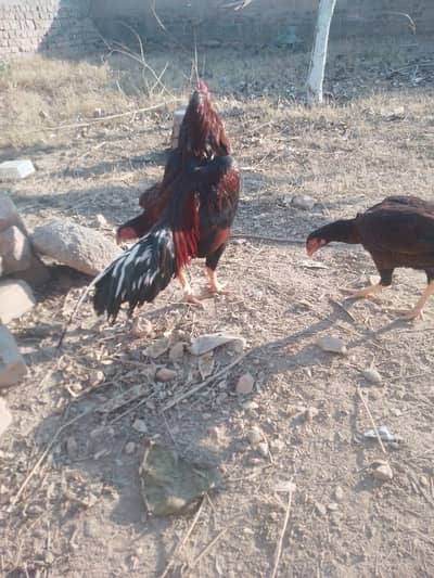 Aseel Hen and Dasi For sale
