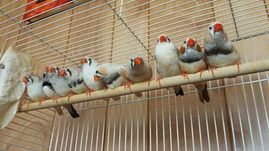 Finches