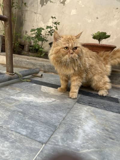 Persian triple coated Male