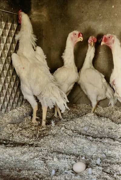 Shamo Eggs | king shamo eggs | german shamo eggs  | white shamo eggs