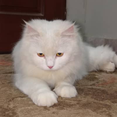 Friendly Female Cat for Sale  | Golden eyes | 12 months
