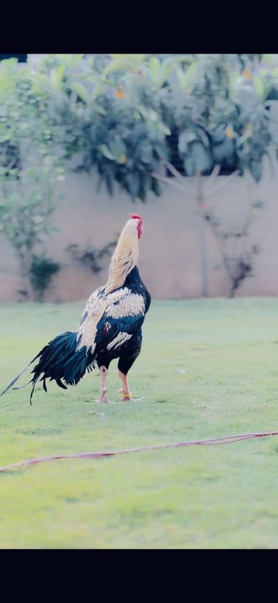 Aseel murga for sale and exchange whtsapp 03155015182