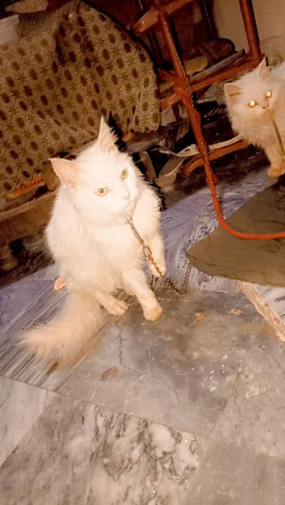 Persian pair for sale