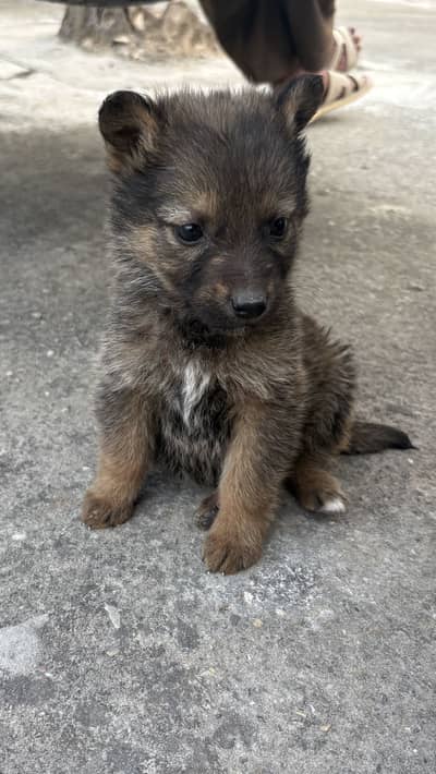 German shepherd puppy full active healthy