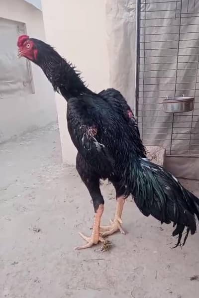 High Class Japanese shamo Birds