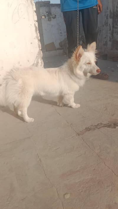 Zero Size quality female