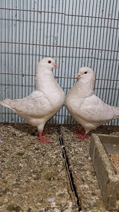 fancy king size pigeon