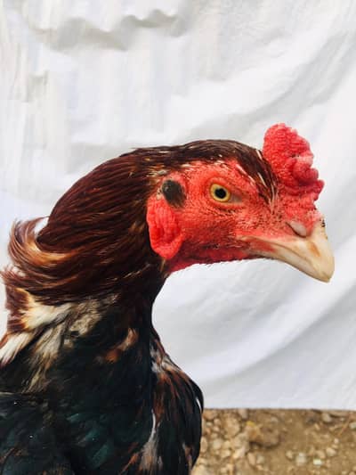 Top Class Aseel Patha