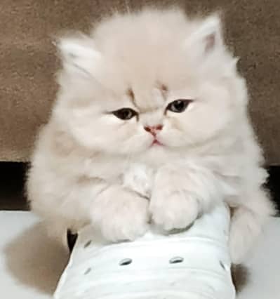 pure punch persion kittens 03074524744