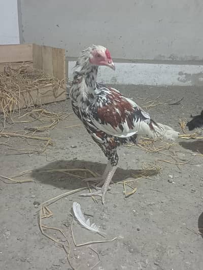 aseel hens/murga/murgay. jawa