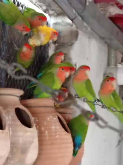 Rosicoli love birds