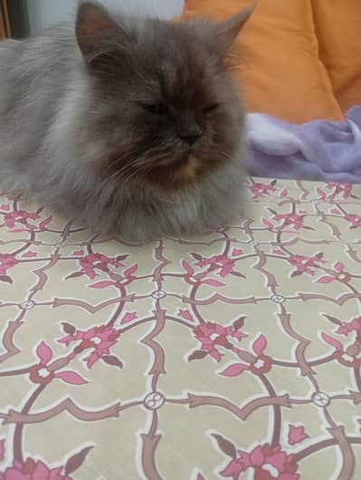 Persian pair white male black female