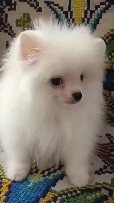 butifull pomeranian puppies dog for sale