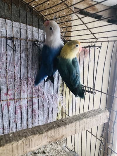 Blue opline male parblue opline female