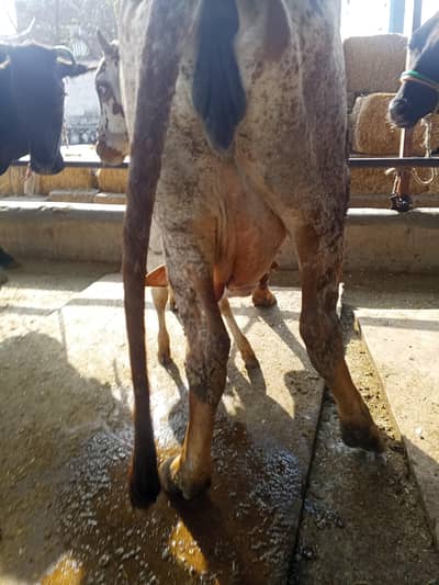 cow|cholistani|jursy|fresian|cross