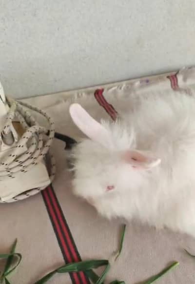 teddy bear bunny  rabbit for sale