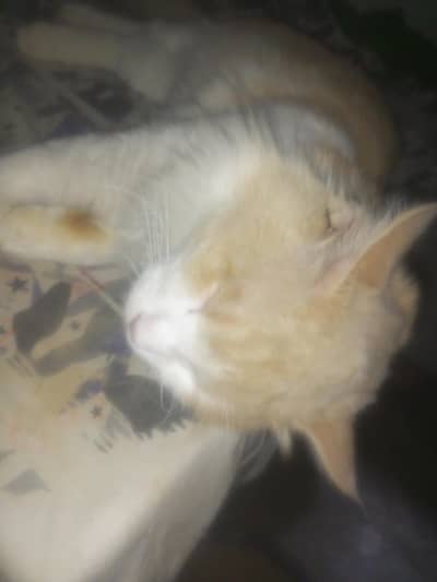 Persian cat his name is Rocky he is high breeder