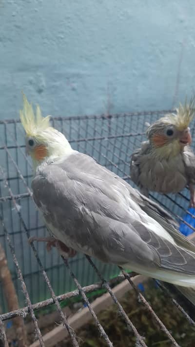 Handtame cockatiel pair