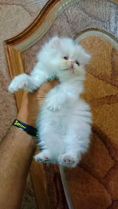 cfa active playful picky kitten little train