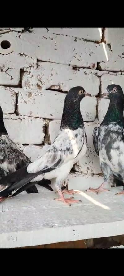 teddy pigeons