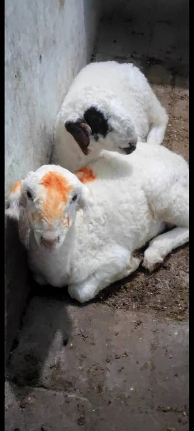 aren't sale mashallha sy active han koi masla nhi ha