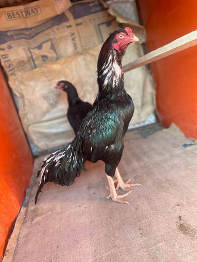 High Quality Aseel Available