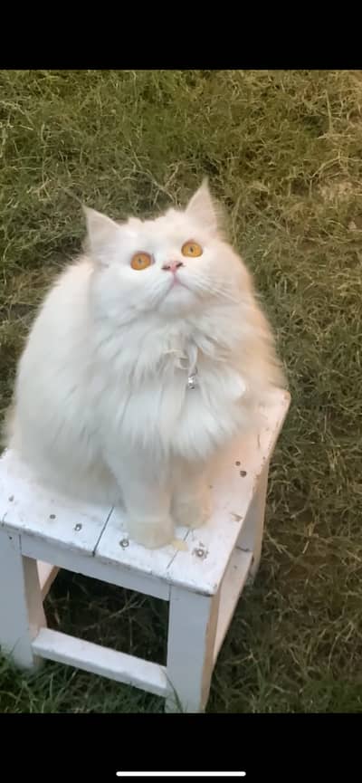 Persian cat tiple coat healty