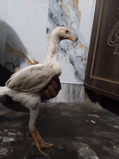 king size white oh shamo or lasani murgi or vaitnam murgi mazbot jor m