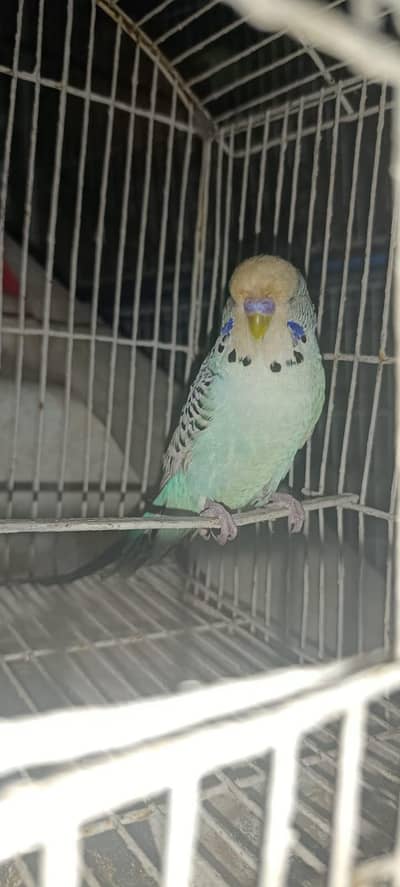 Top Quality Exhibition pied male