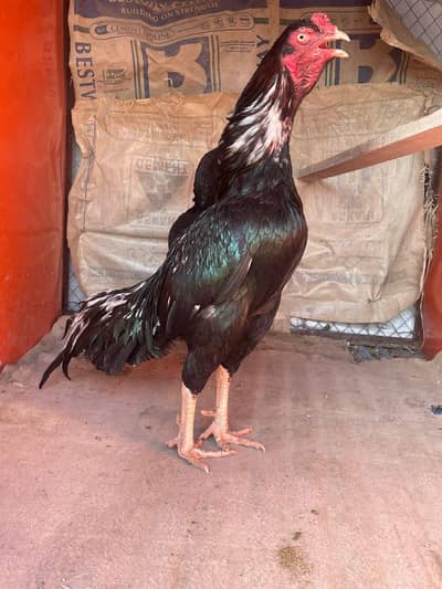 High quality Aseel Murga available