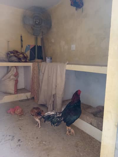 desi hens with 7chiks