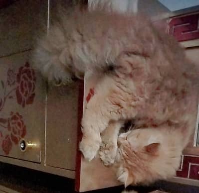 Sale male persian cat