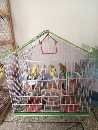 Beautiful Colorful Red Eyes Australian Parrots Pairs