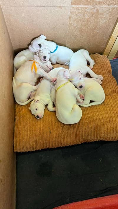 dogo arrjantino pups and amrican akita fcipair available