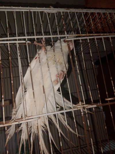 cocktail Red eyes female