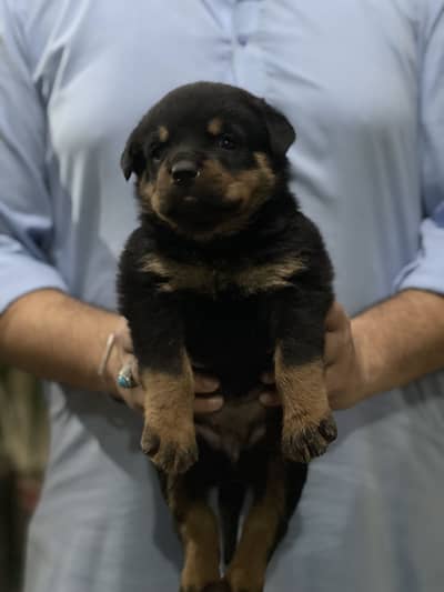 Rottweiler non ped female puppy