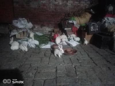 Rabbits white red eye