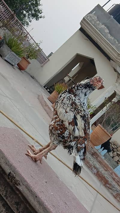 aseel mianwali for sale