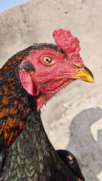 Pure thai burmi x pakoye Top quality bird