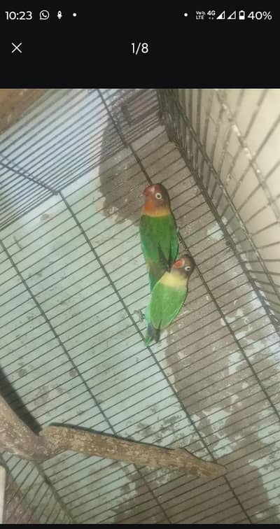 love bird