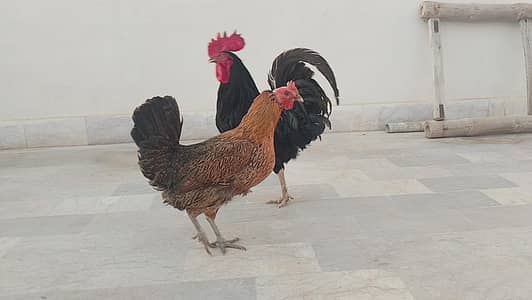 Austrolpe Male and Misri Female