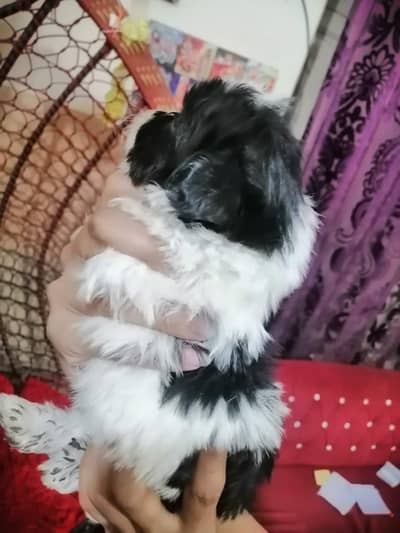 Shihtzu puppies/Shihtzu dog/Shihtzu female/ male available