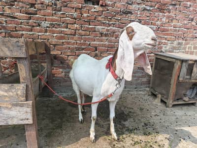 Doodh wali Bakarian for sale