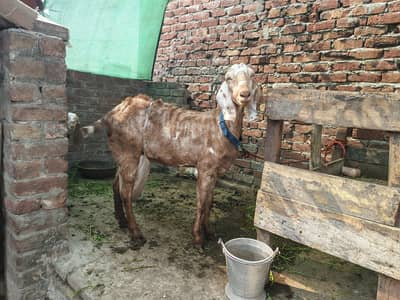 Doodh wali Bakari goat