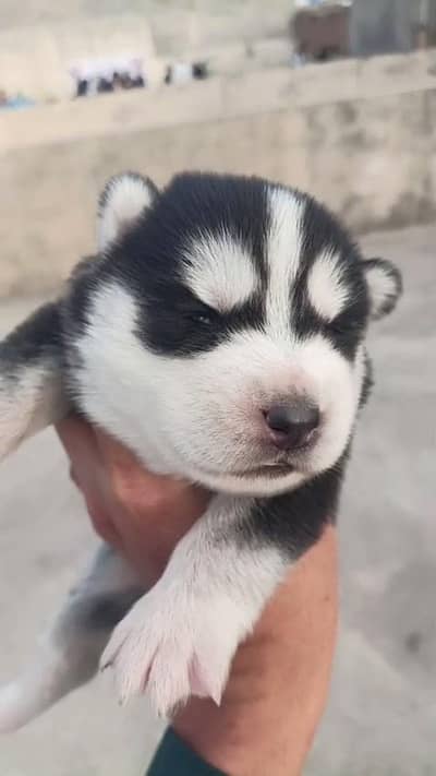 Siberian husky