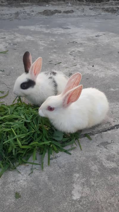 Rabbits