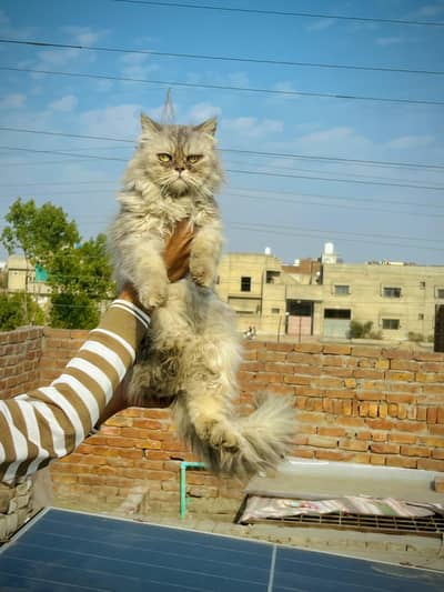 Persian Cat Female