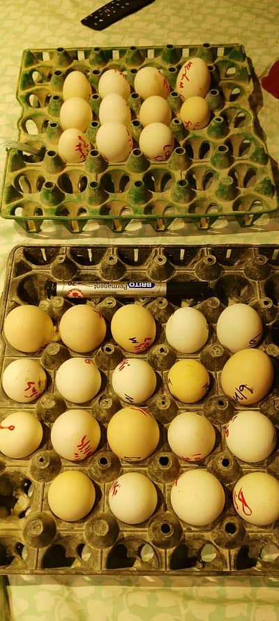 YOKOHAMA,SILKY,SEBRIGHT,KO SHAMO, QANDHARI HEERA FERTILE EGGS