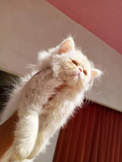 Peki Female Kitten | CFA Bloodline | Snow White Color